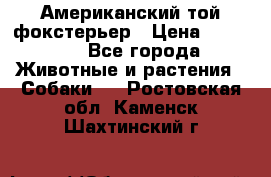 Американский той фокстерьер › Цена ­ 25 000 - Все города Животные и растения » Собаки   . Ростовская обл.,Каменск-Шахтинский г.